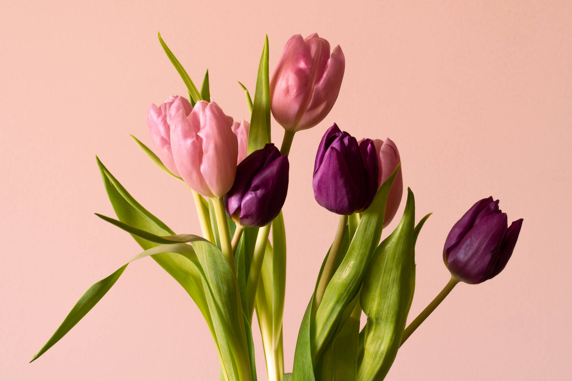 Wine And Pink Tulips Wallpaper