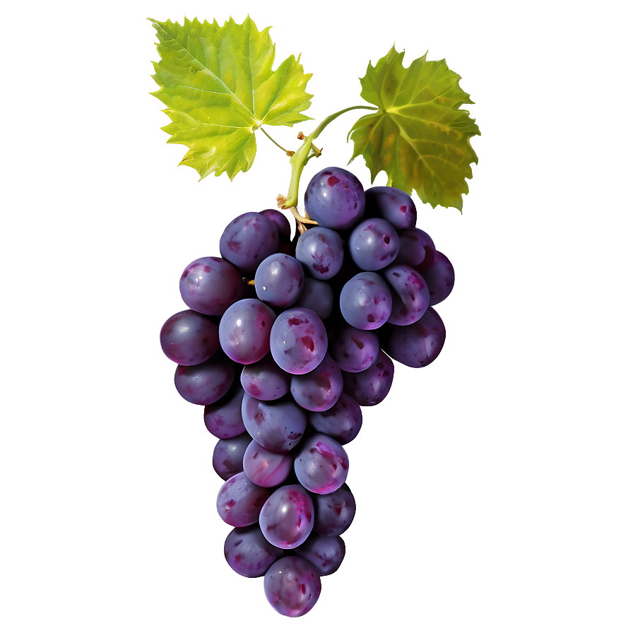 Download Wine Grape Png 05212024 | Wallpapers.com