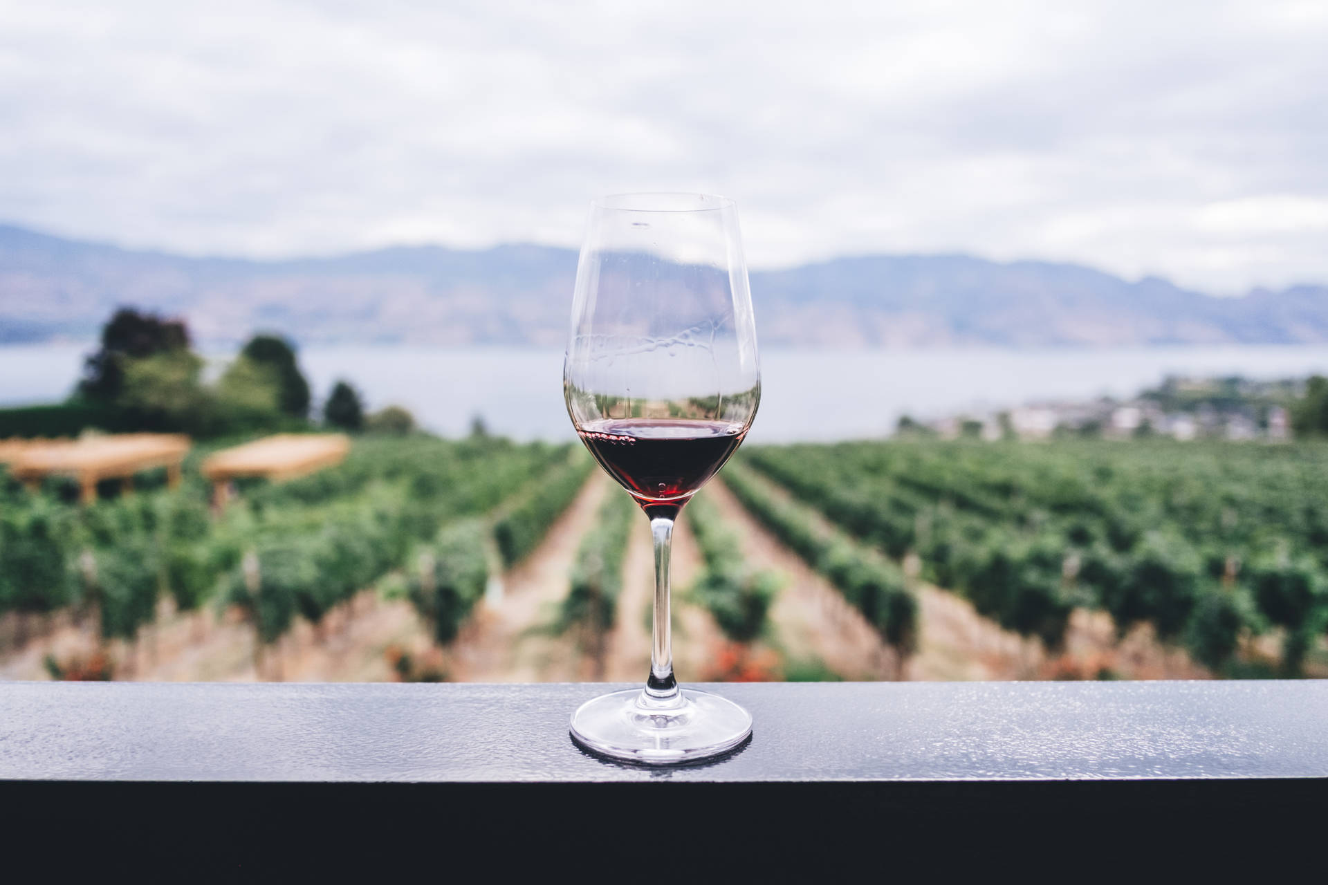 Wine In Vineyard