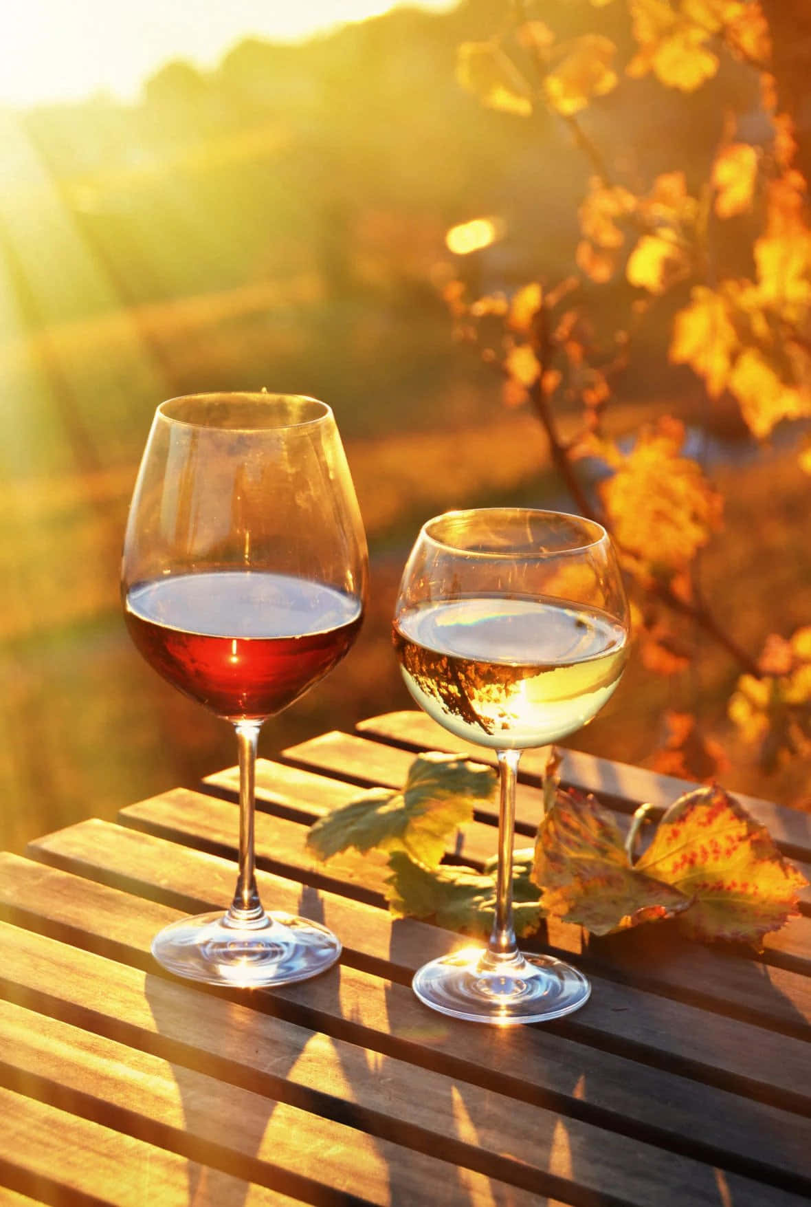 A glass of wine – the perfect way to unwind after a long day.