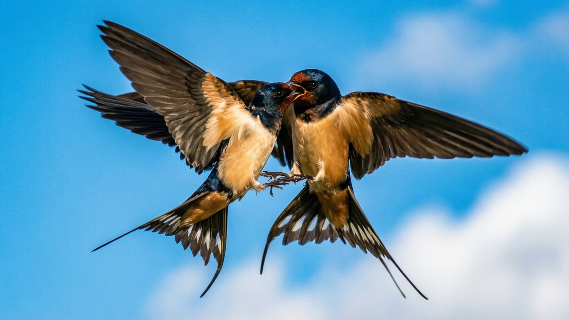 Toucher d'Ailes Hirondelles Fonds d'écran