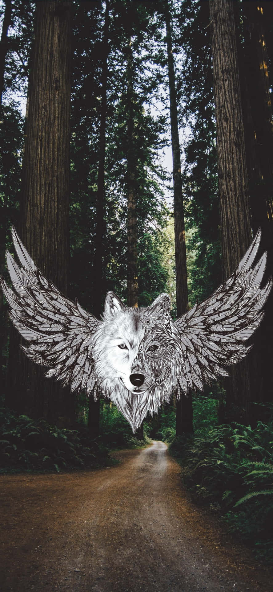 "A powerful and majestic Winged Wolf takes flight" Wallpaper