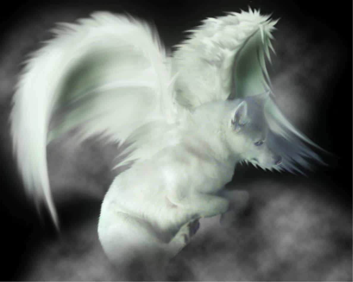 White Winged Wolf Flying Wallpaper