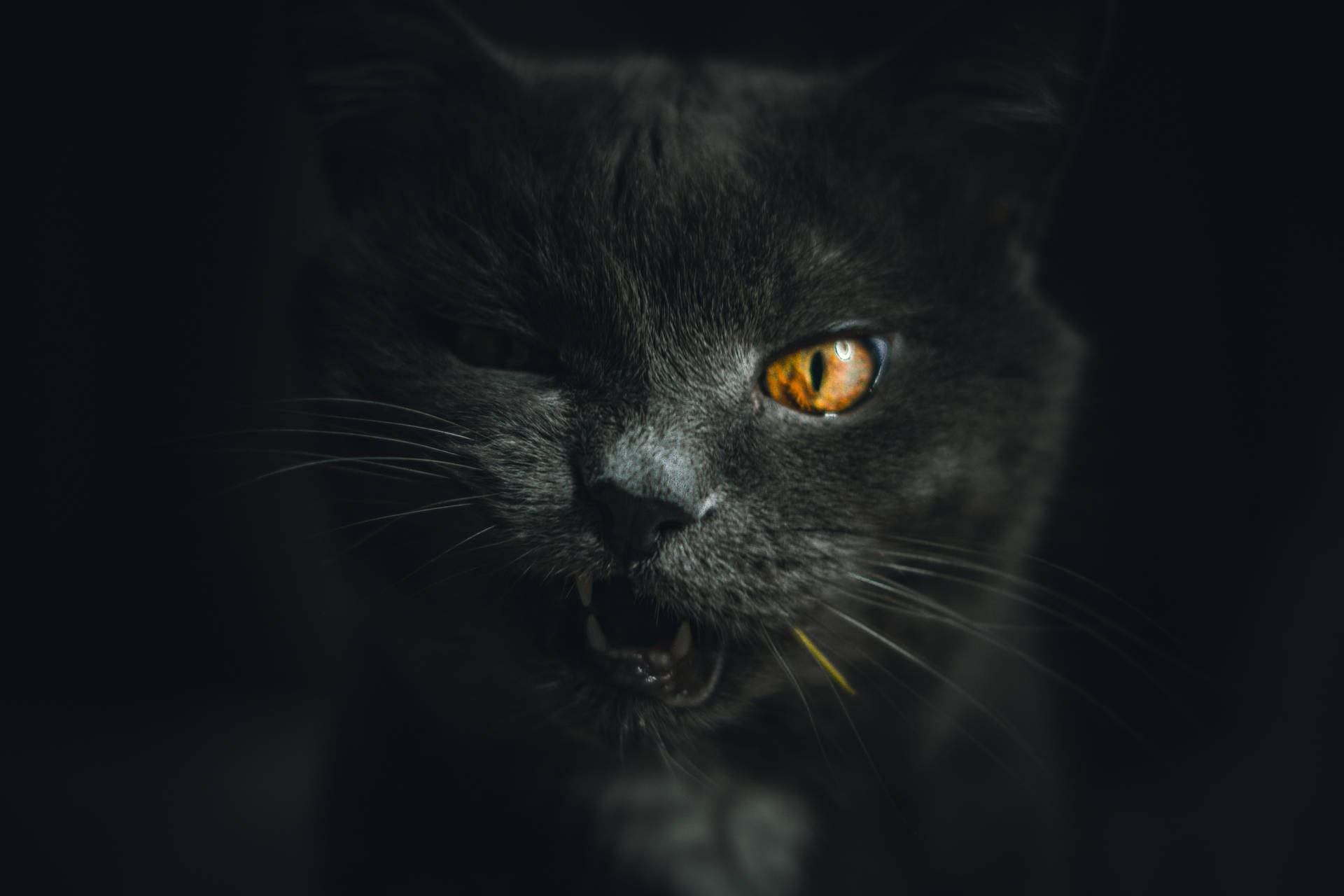 Winking Dark Gray Cat Wallpaper