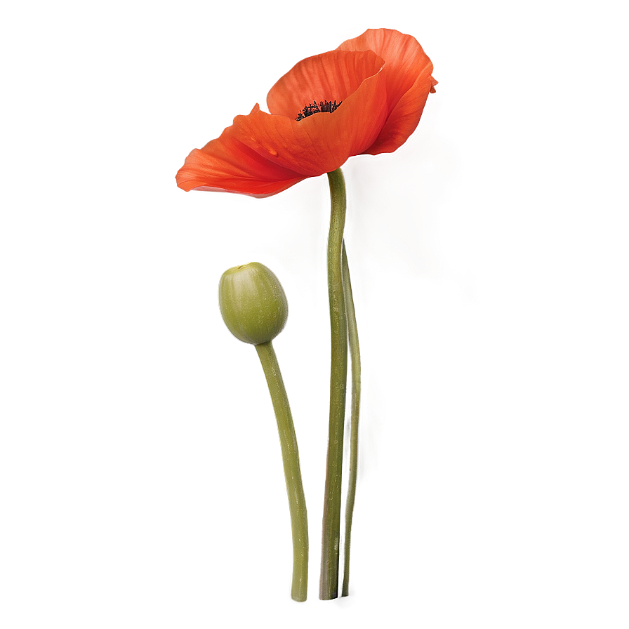 Winsome Poppy Png 06202024 PNG