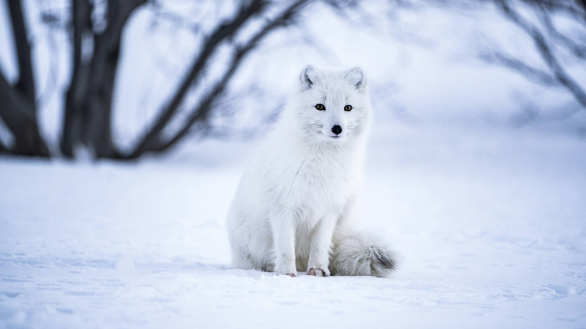 Winter Aesthetic Arctic Fox Wallpaper