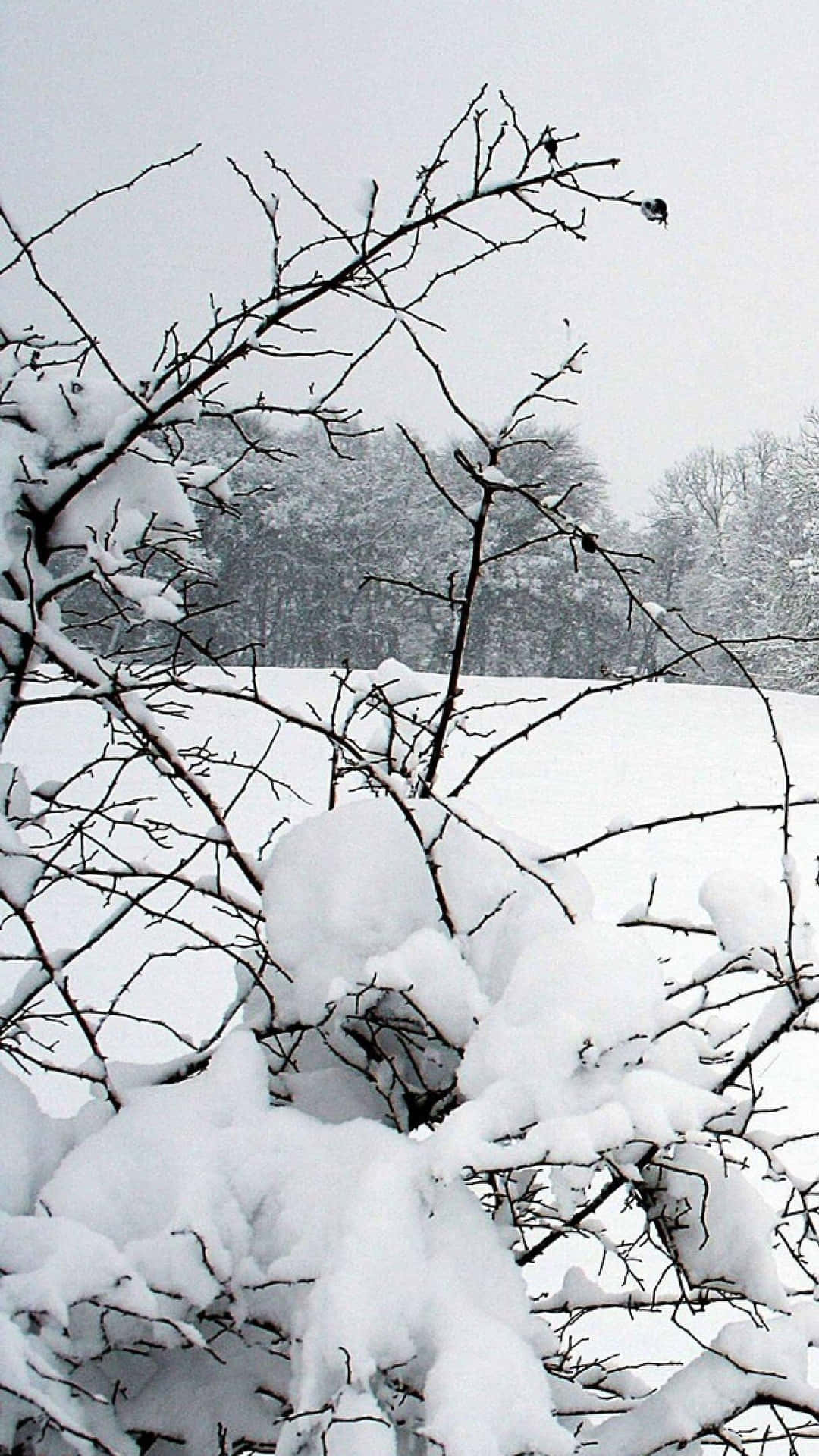 A Serene Winter Wonderland Captured Through Phone Wallpaper