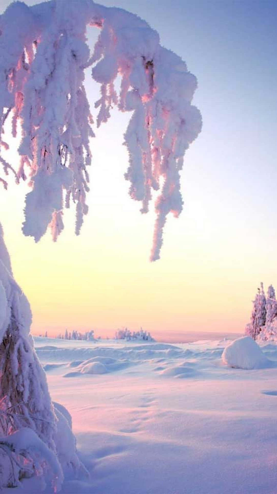 Umapaisagem De Neve Coberta Com Árvores E Neve. Papel de Parede