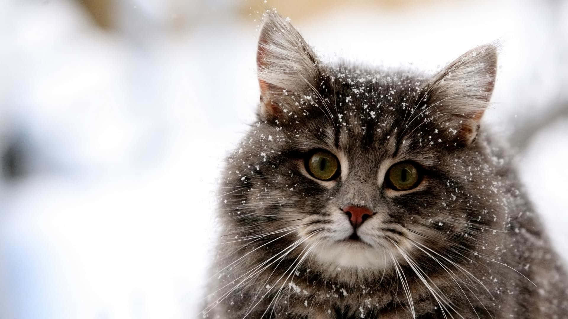Beautiful Winter Animal Exploring Snowy Landscape Wallpaper