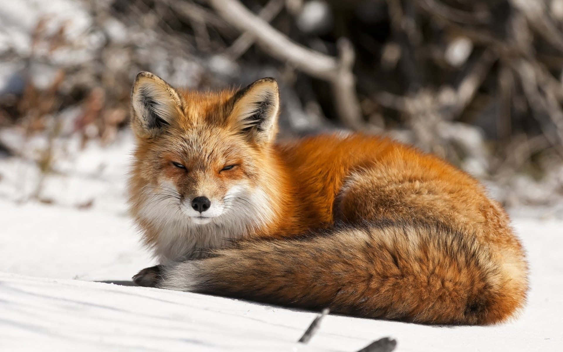 Majestic fox in a snowy wonderland Wallpaper