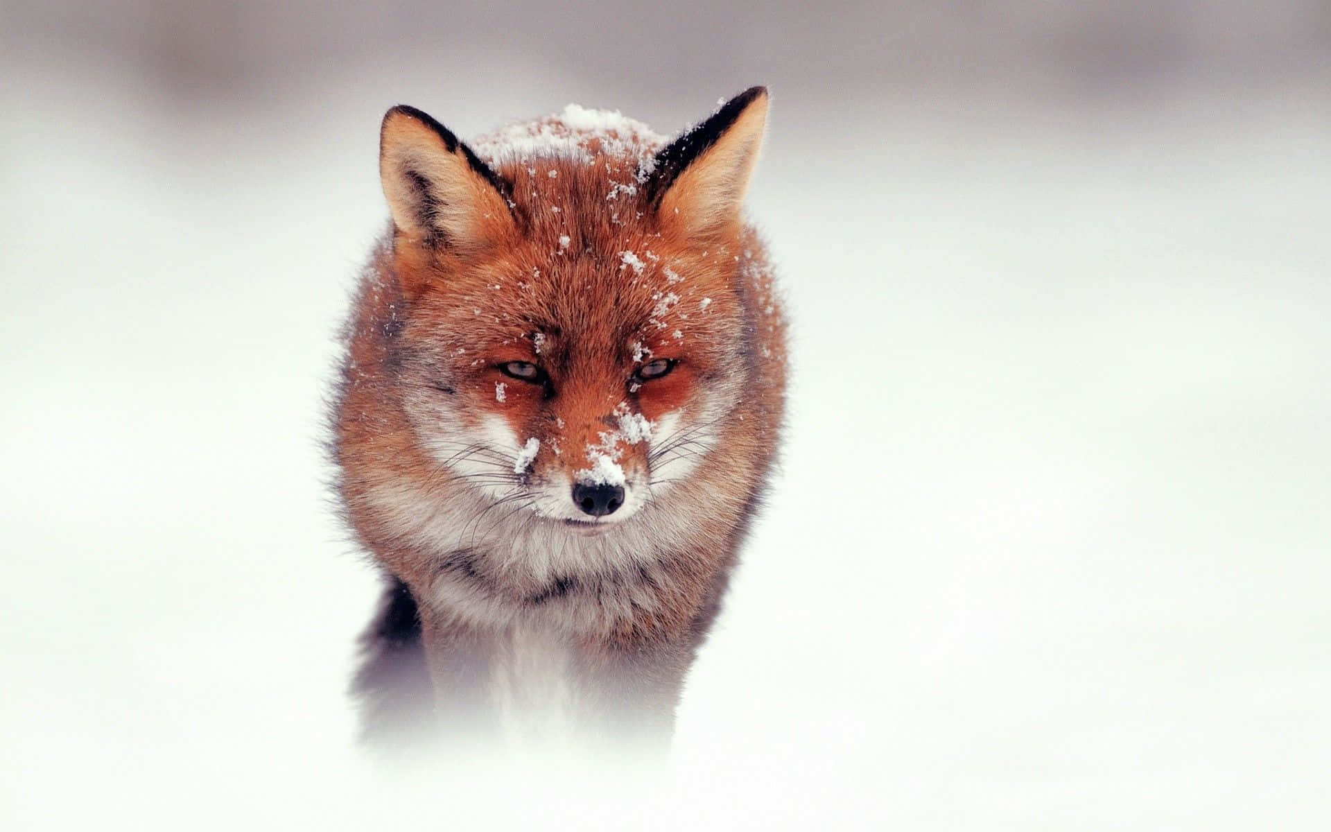 Majestic Winter Animal in a Snowy Landscape Wallpaper
