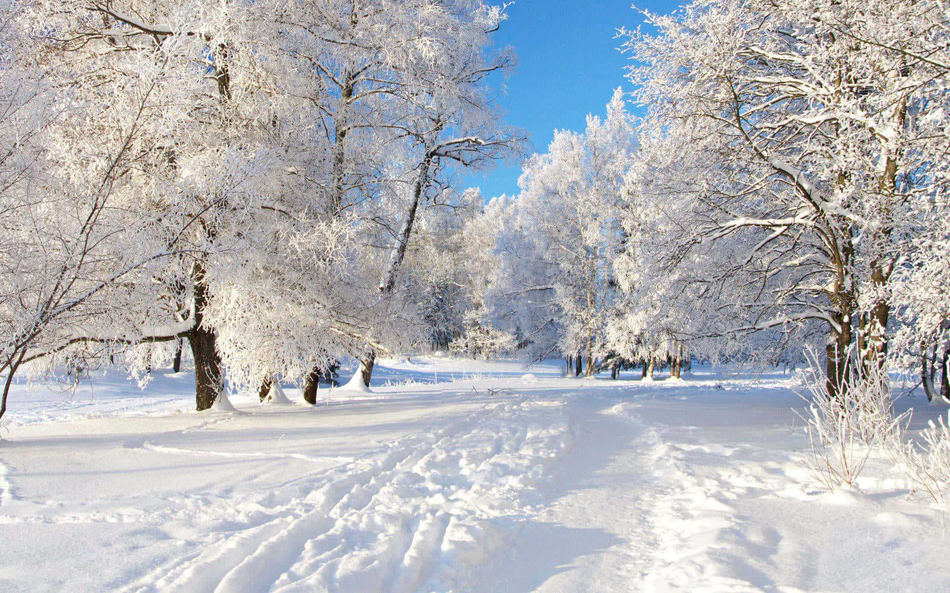 Vinter Baggrund Med Frost, Sne Og Grønne Træer
