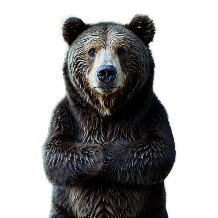 Winter Bear Png 28 PNG