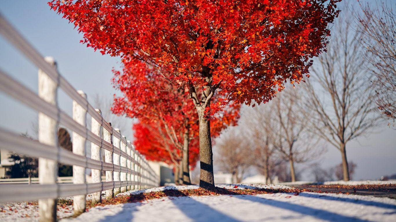 Winter Belarus Picture