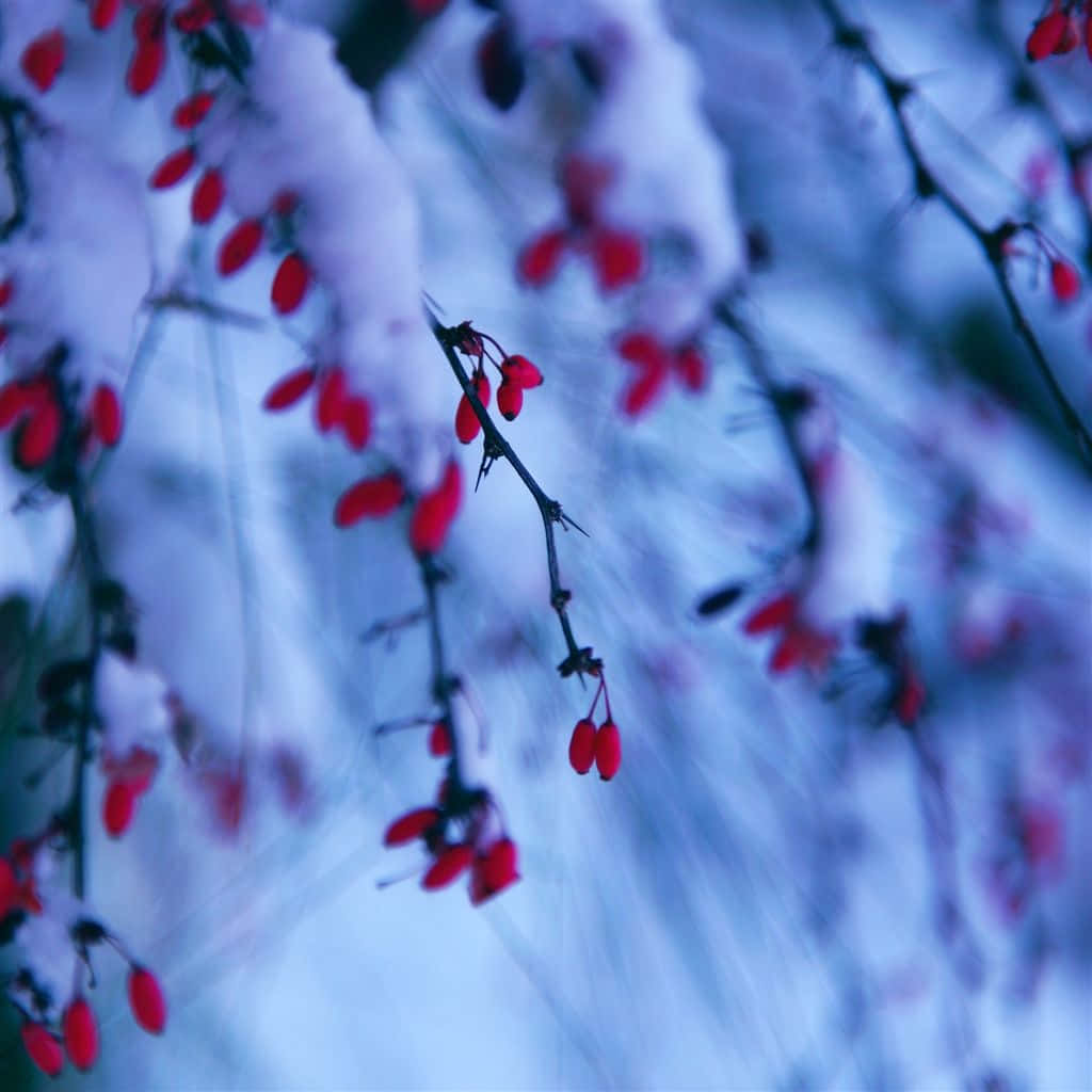 Captivating Winter Berries on a Frosty Branch Wallpaper