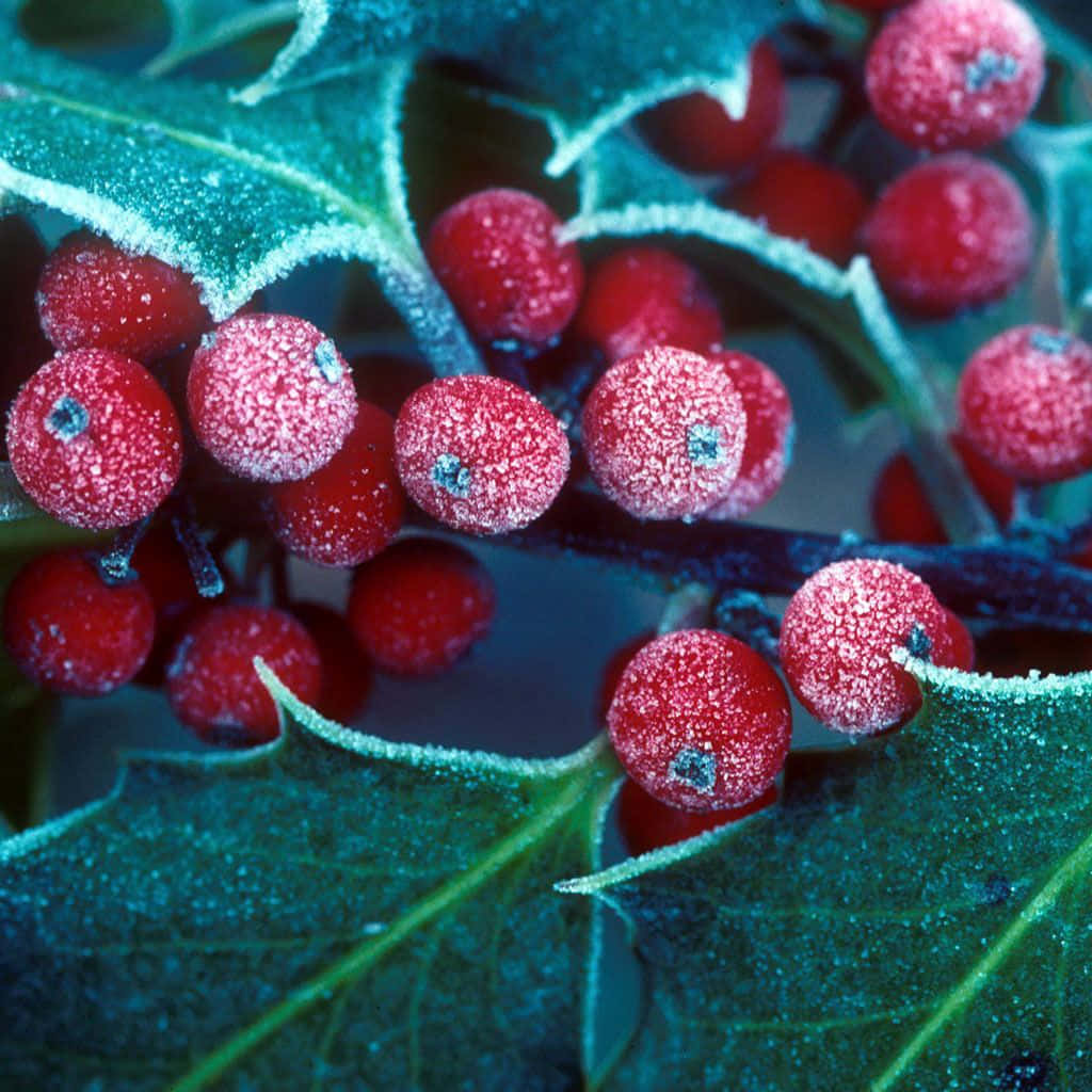 Vibrant Winter Berries Amidst Snowy Branches Wallpaper