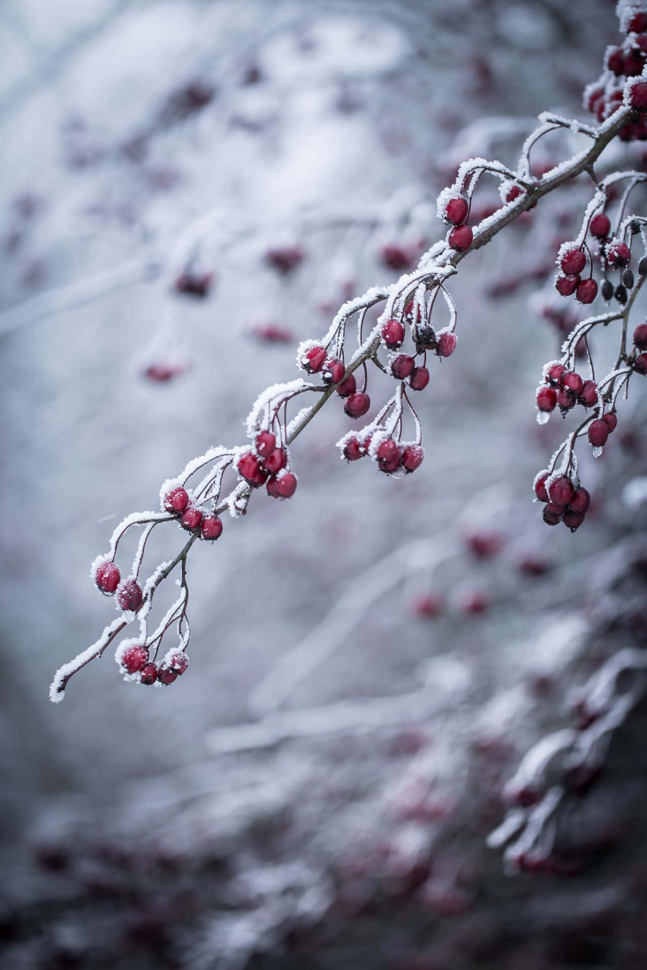 Snow-covered Winter Berries Wallpaper