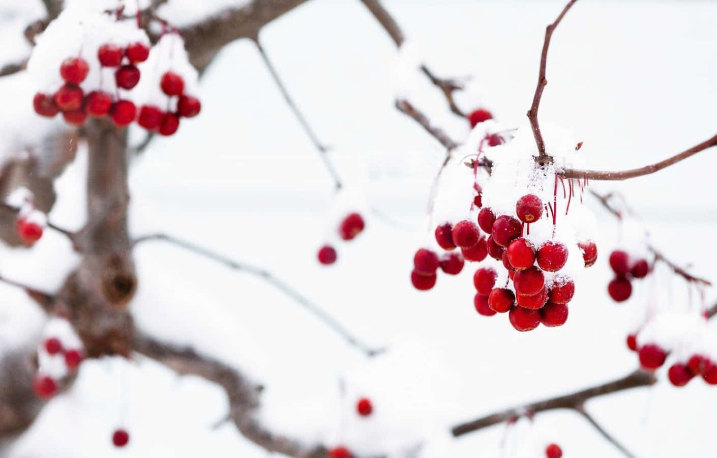 Winter berries on a snowy branch Wallpaper