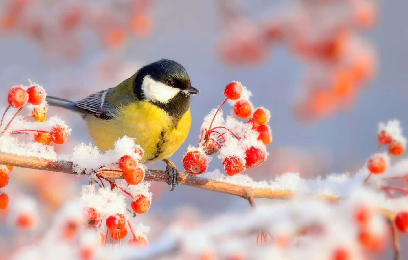 Vibrant Winter Berries on a Snowy Branch Wallpaper