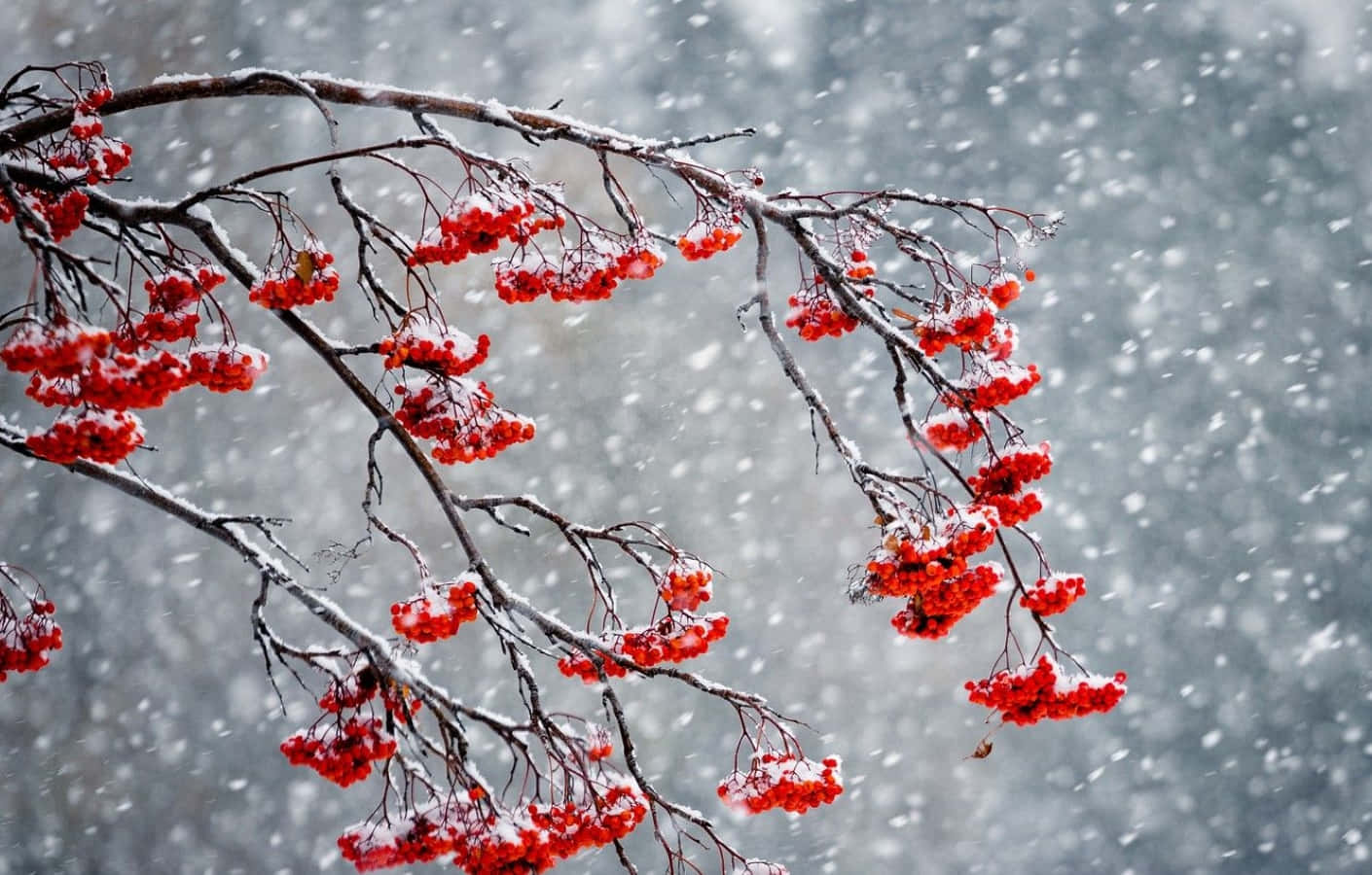 Winter Berries on a Snowy Branch Wallpaper