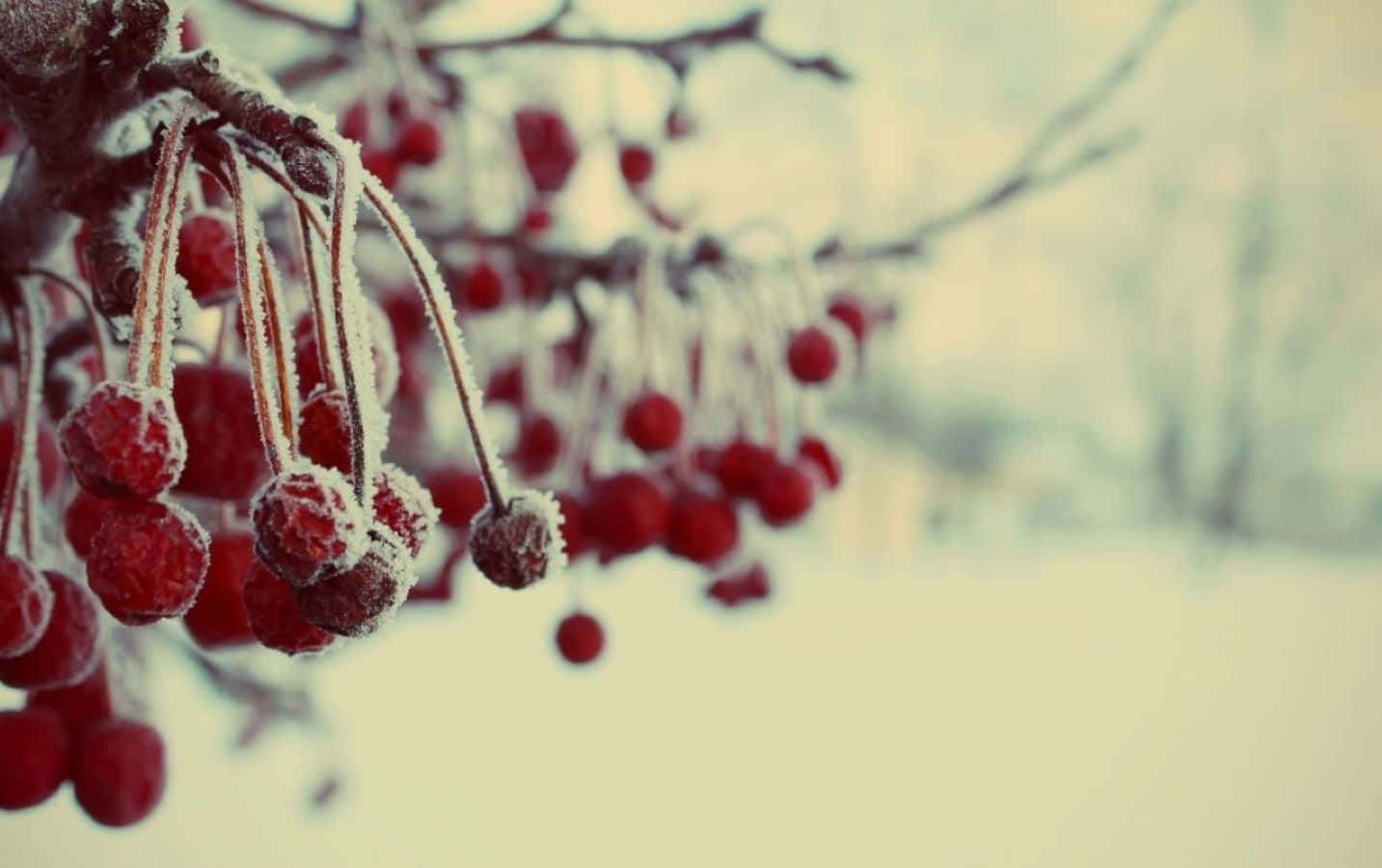 Vibrant Winter Berries in Frosty Morning Wallpaper