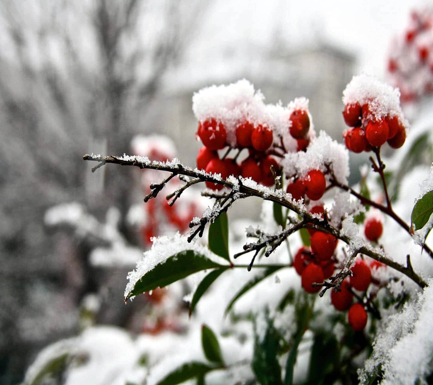 Frosted Winter Berries on Tree Branch Wallpaper