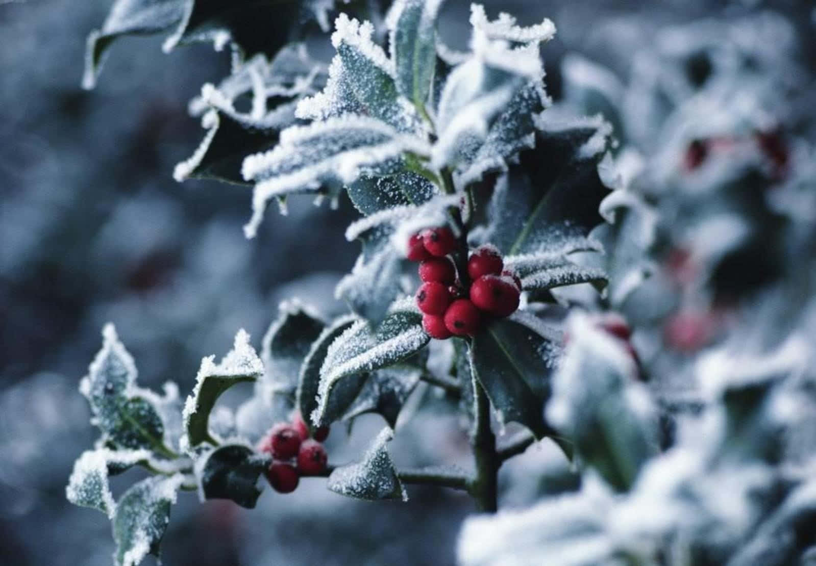 Caption: Glistening Winter Berries on a Snowy Day Wallpaper