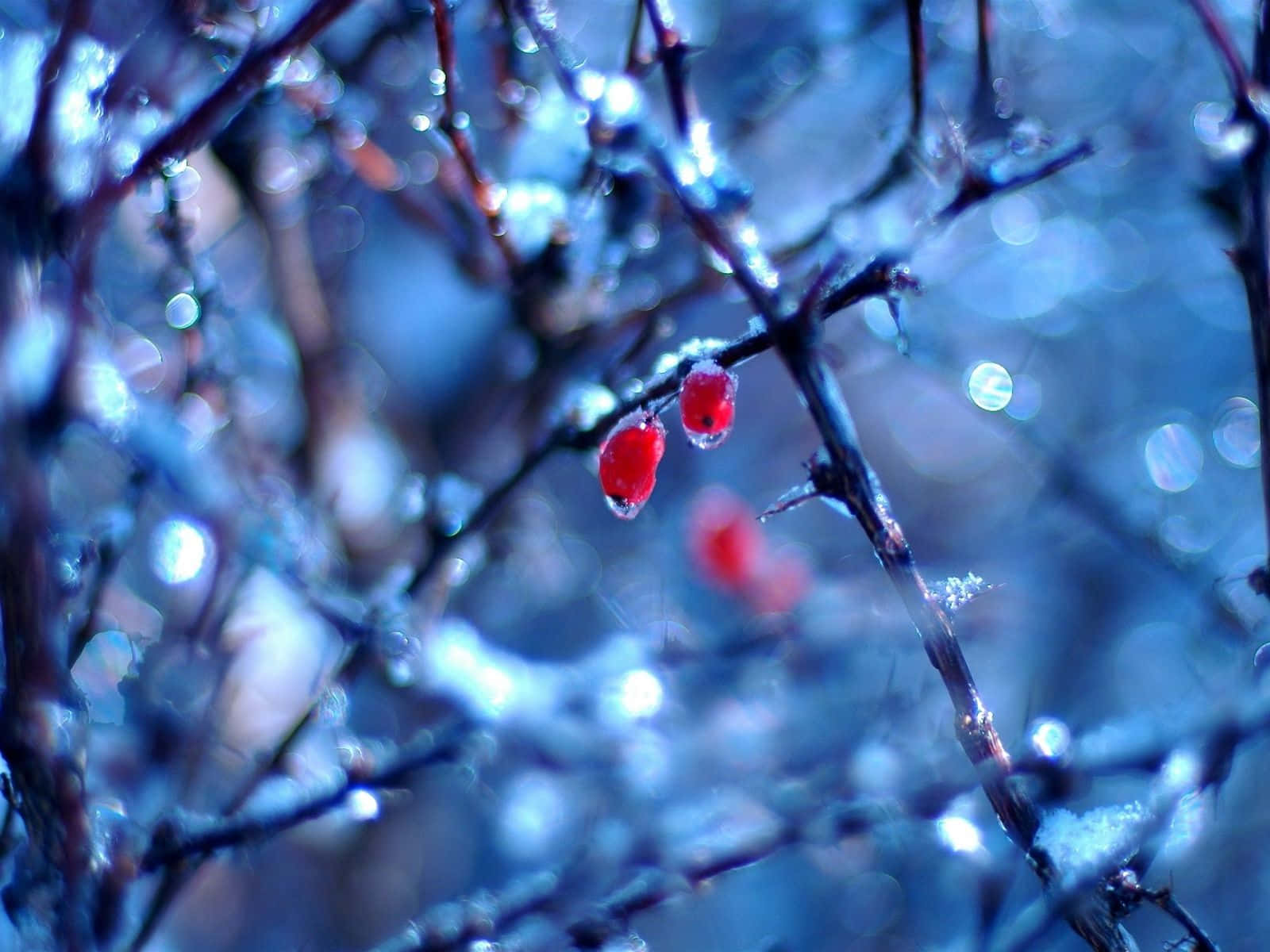 Bayascubiertas De Nieve En Un Frío Día De Invierno. Fondo de pantalla