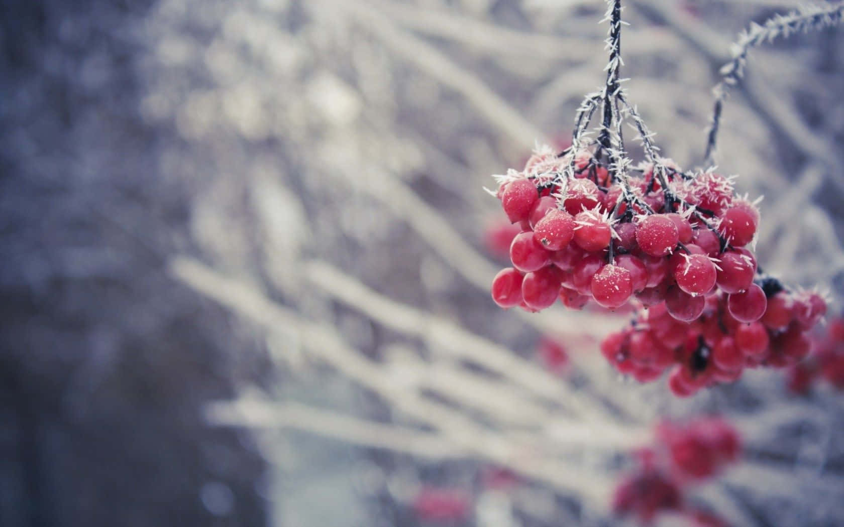 Vibrant Winter Berries on a Snowy Branch Wallpaper