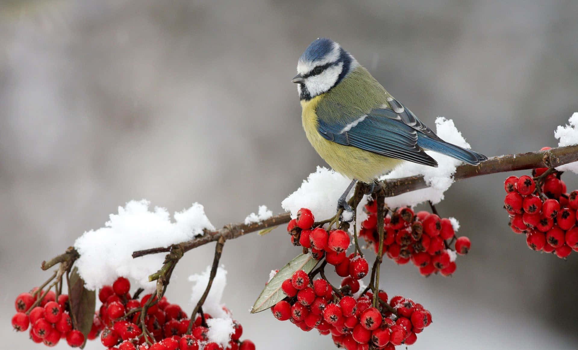 Winter Berries on a Snowy Branch Wallpaper