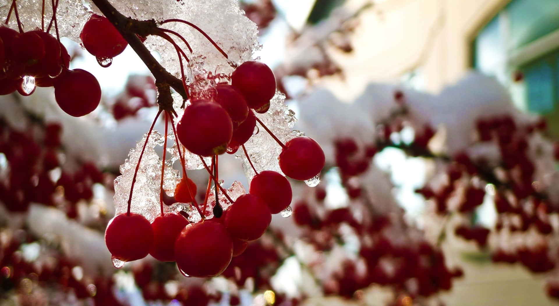 Vibrant Winter Berries on Snowy Branches Wallpaper