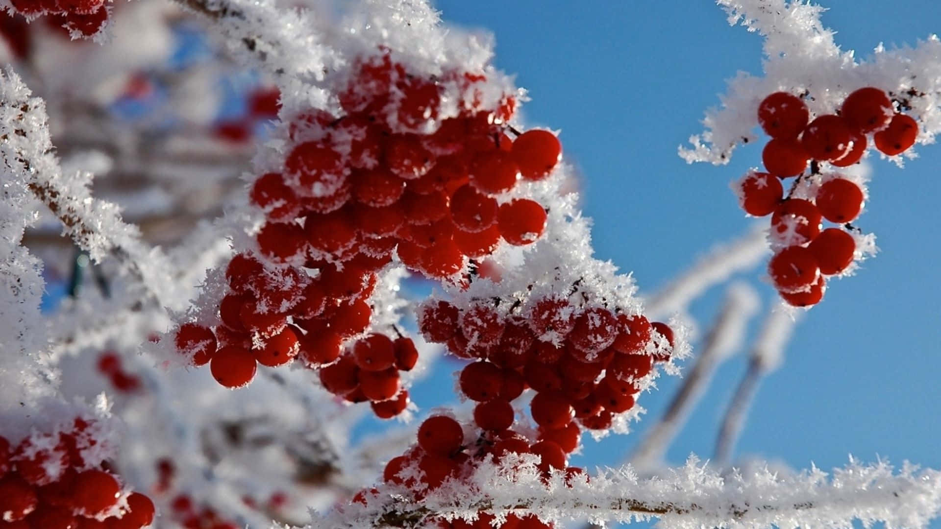 Snow-Covered Winter Berries Wallpaper