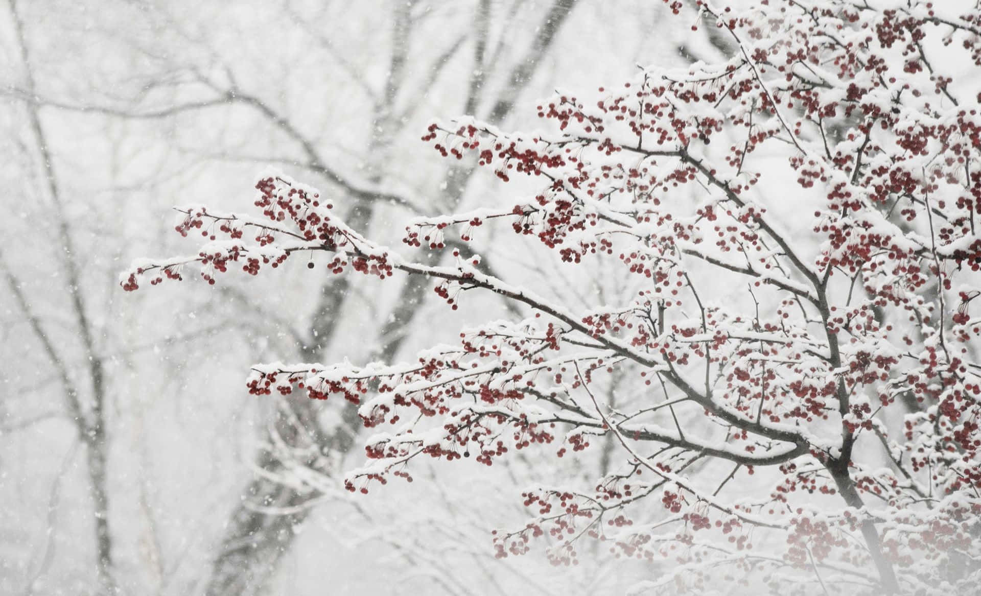 Frost-covered Winter Berries Brighten a Snowy Landscape Wallpaper