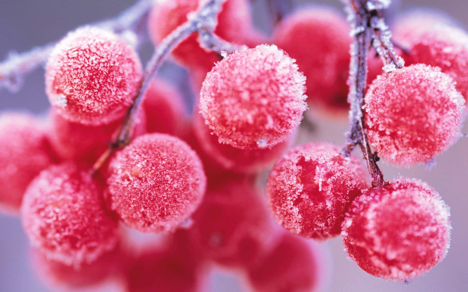 Snow-covered Winter Berries on Branch Wallpaper