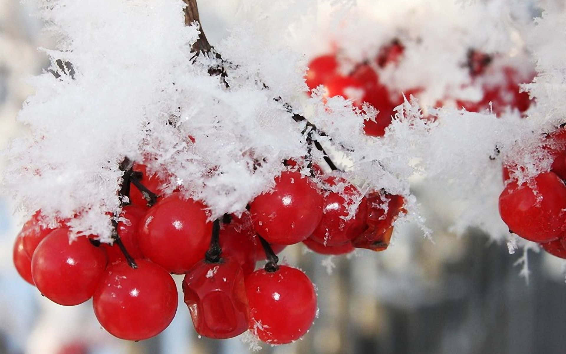 Frost Kissed Winter Berries Wallpaper