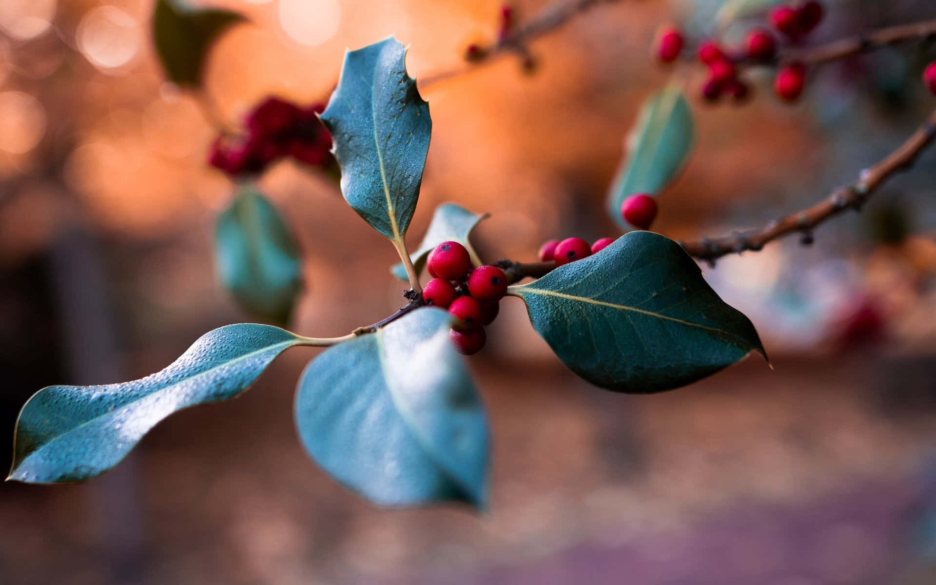 Download Winter Berries - A Vibrant Pop of Color on a Snowy Backdrop