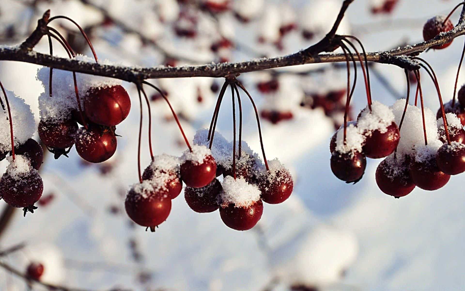 Download Vibrant Winter Berries on Snowy Branch Wallpaper | Wallpapers.com