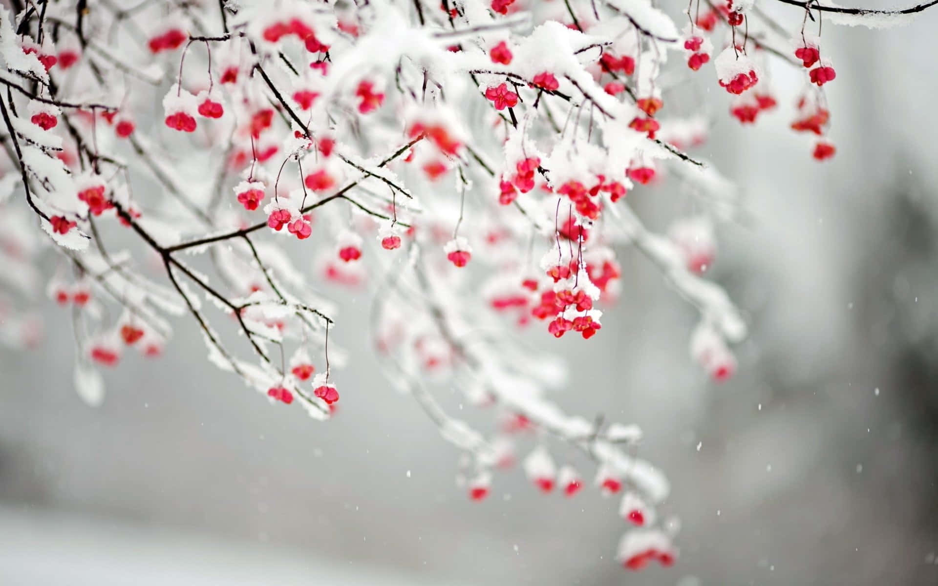 Frozen Winter Berries Surrounded by Snow Wallpaper