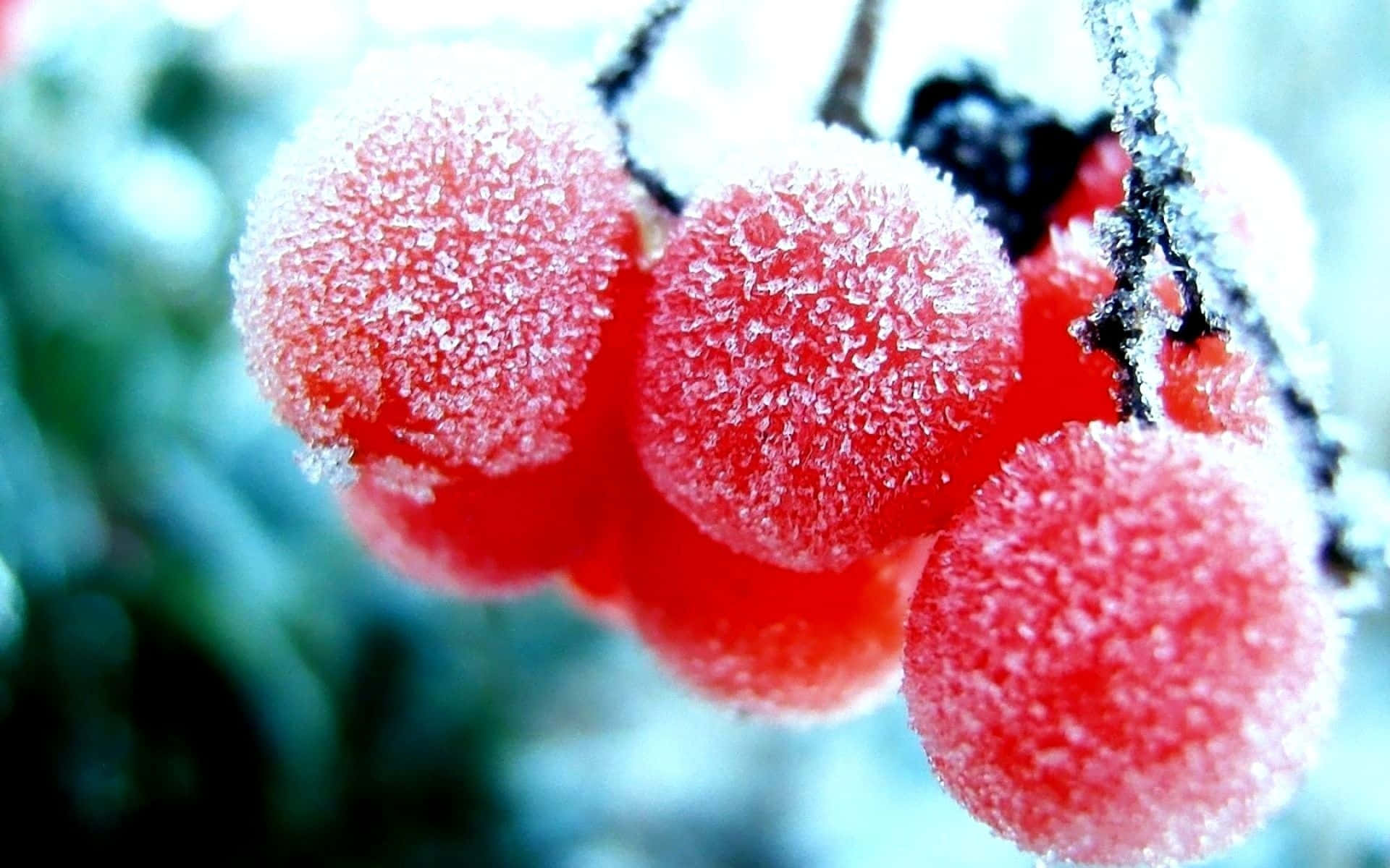 Icy Winter Berries on a Snowy Branch Wallpaper