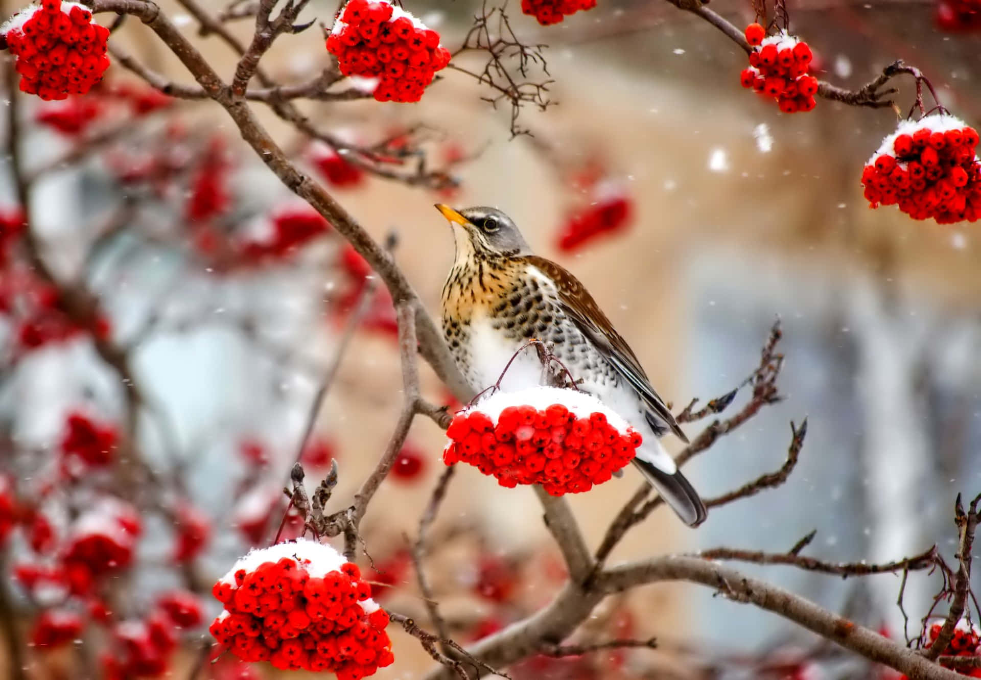 Frost-covered winter berries Wallpaper