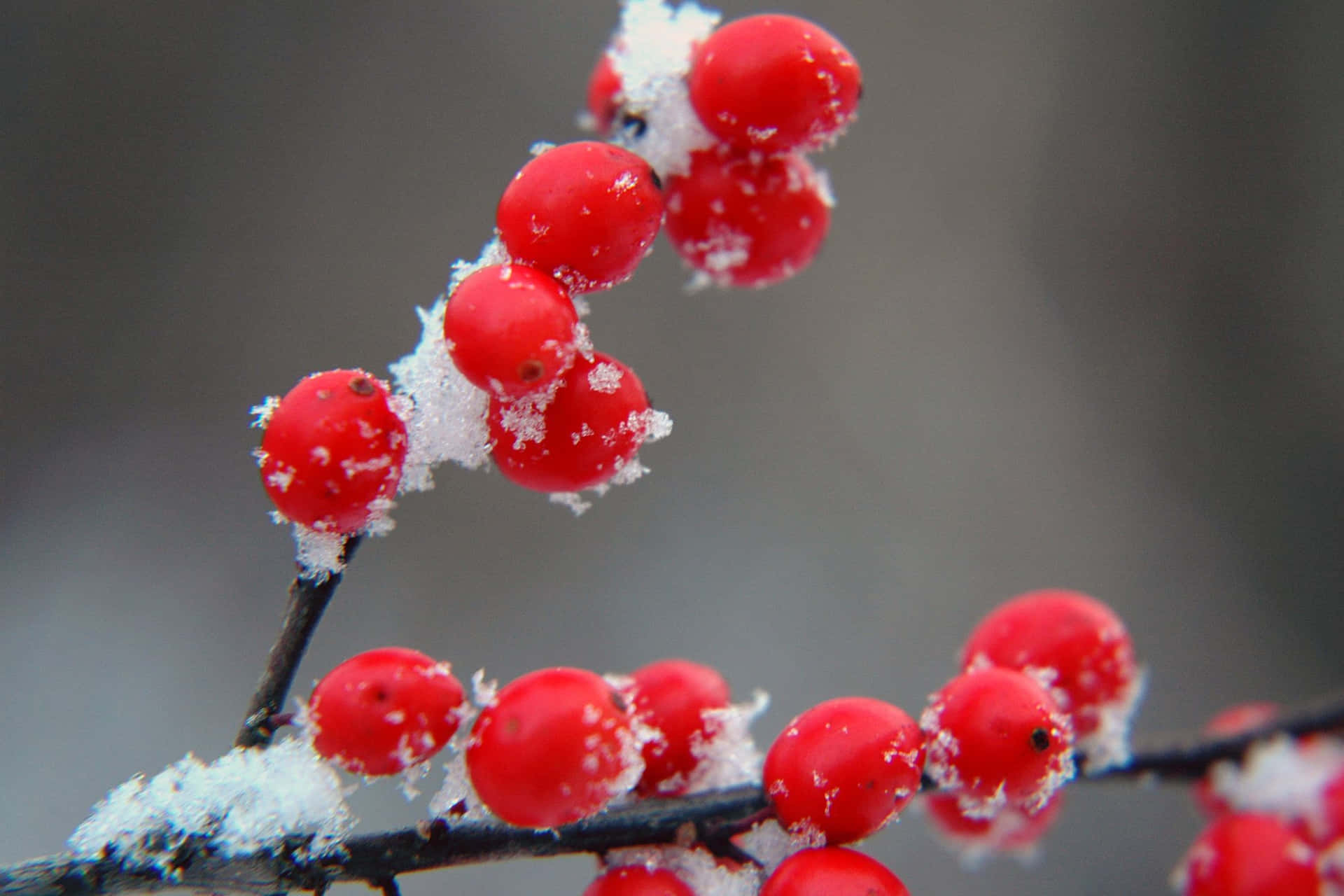 Caption: Vibrant Winter Berries in Snowy Landscape Wallpaper