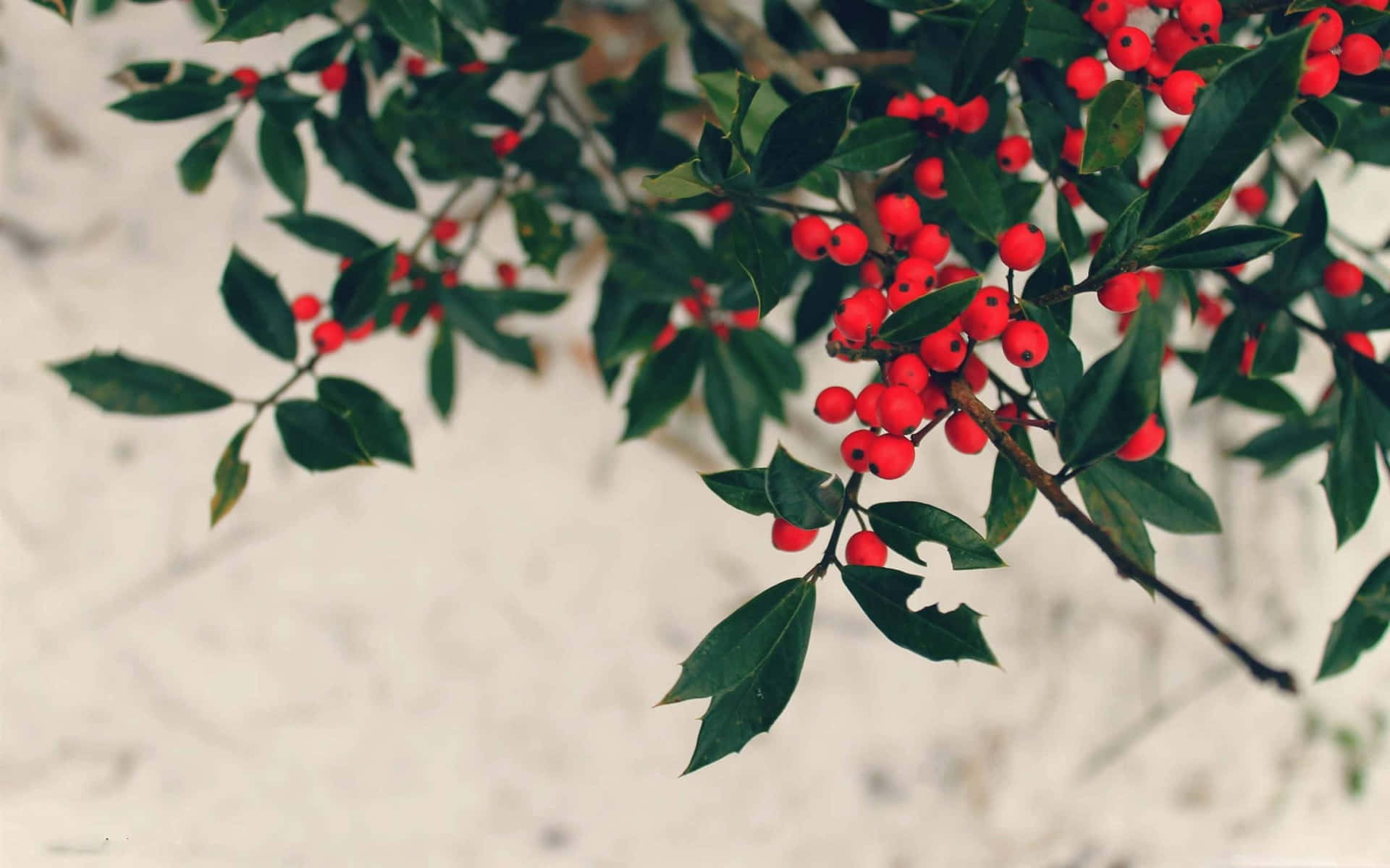 Vibrant Winter Berries Adorning Snow-covered Branches Wallpaper