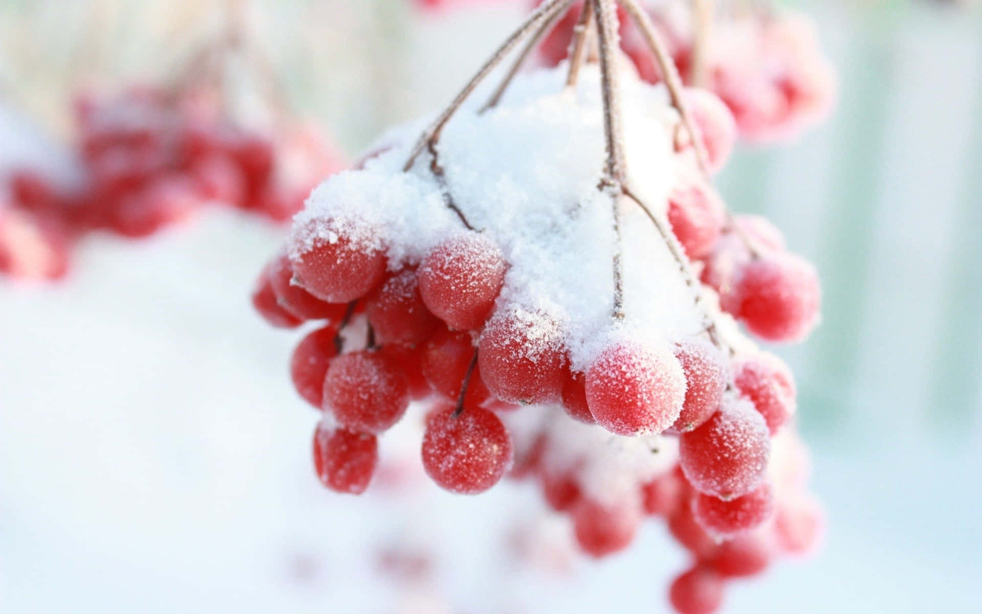 Frosty Winter Berries on a Branch Wallpaper