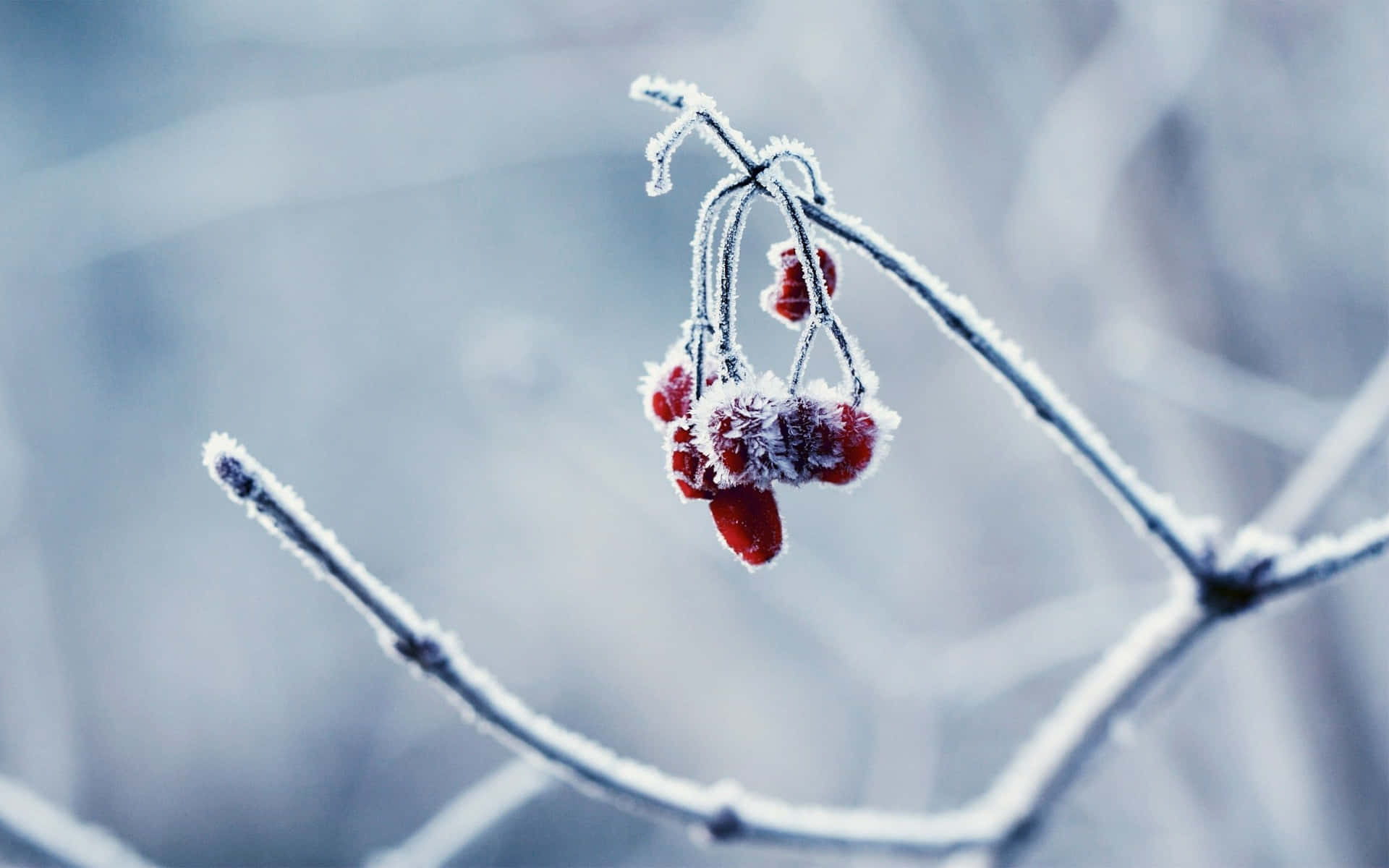 Vibrant Winter Berries on a Snowy Branch Wallpaper