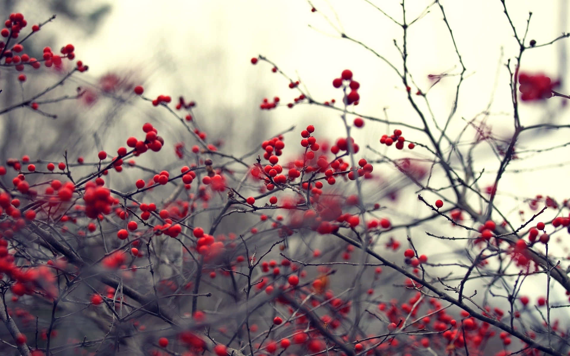 Frosty Winter Berries on Snowy Branch Wallpaper