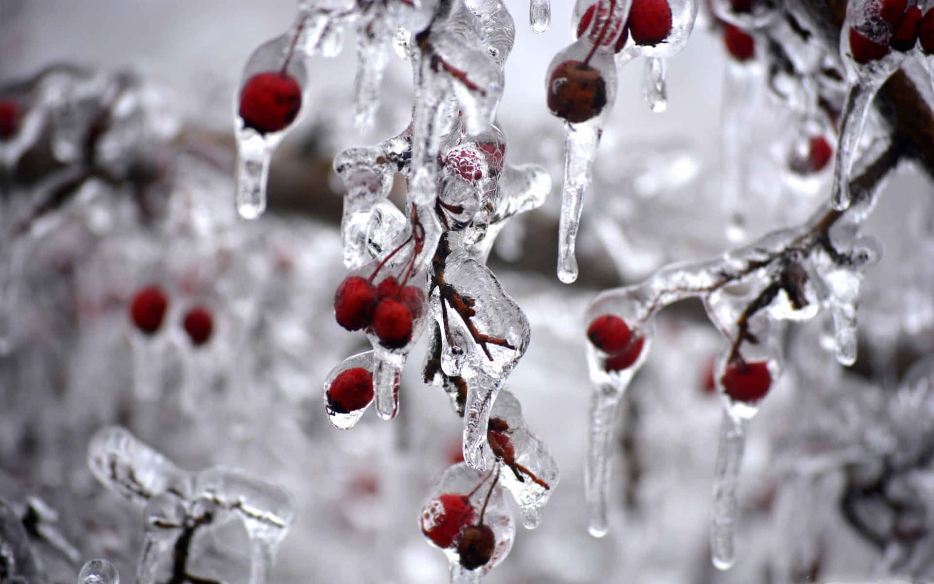 Captivating Winter Berries on a Snowy Day Wallpaper