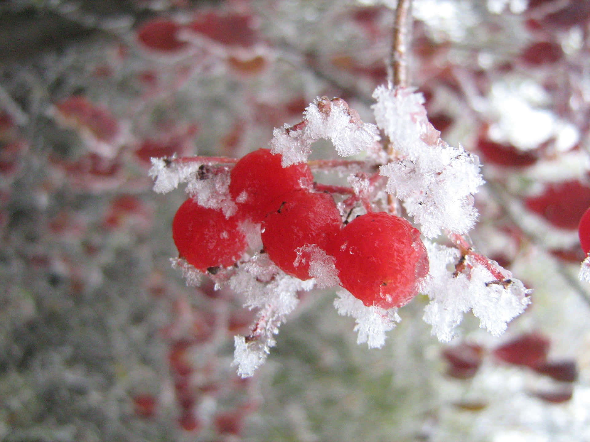 Frost-covered Winter Berries on a Snowy Branch Wallpaper