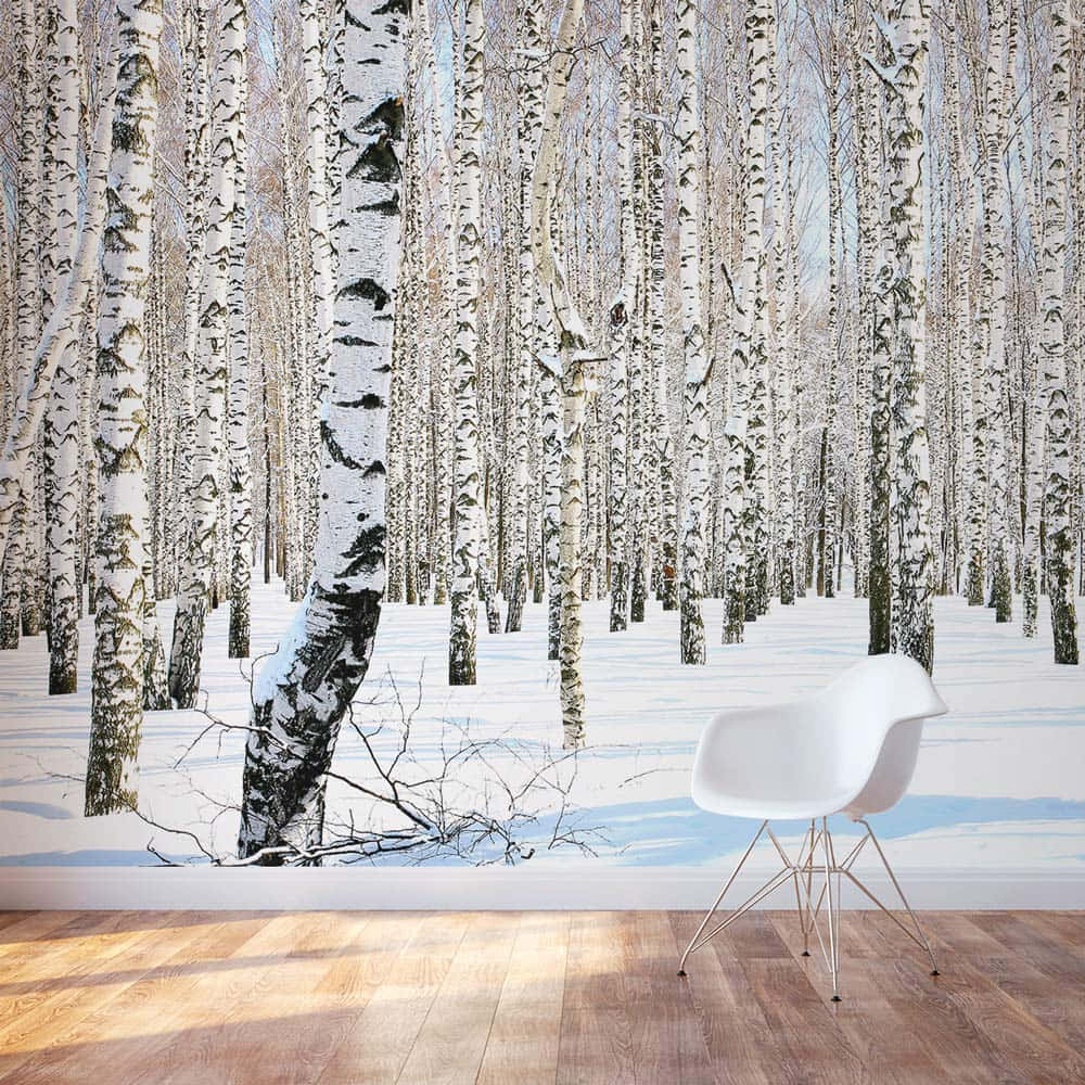 Winter Birch Forest Muralwith Chair Wallpaper