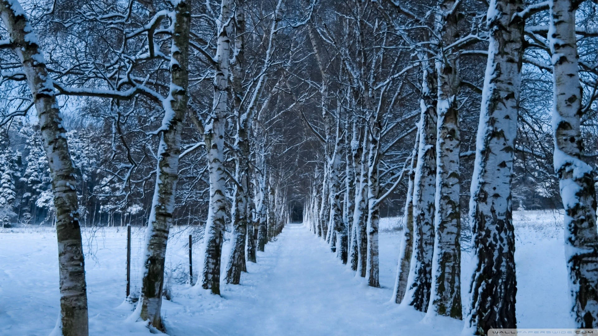 Papelde Parede Do Inverno Com Árvores De Bétulas Na Natureza. Papel de Parede