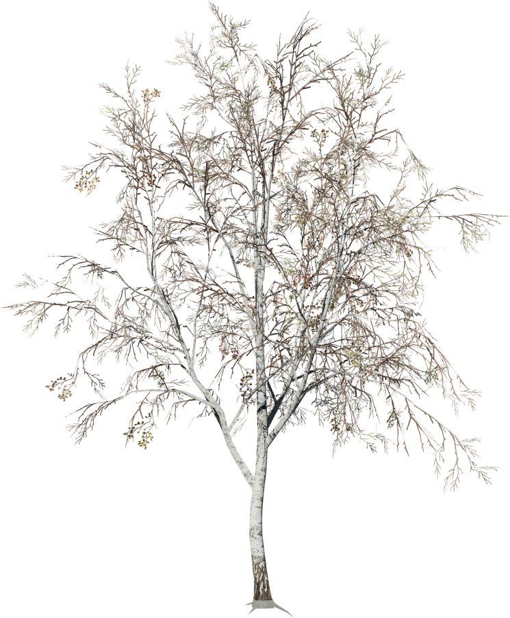 Winter Birch Tree Snowless Branches PNG